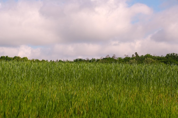 Summer rural landscape on a sunny day