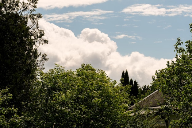 Summer rural landscape on a sunny day