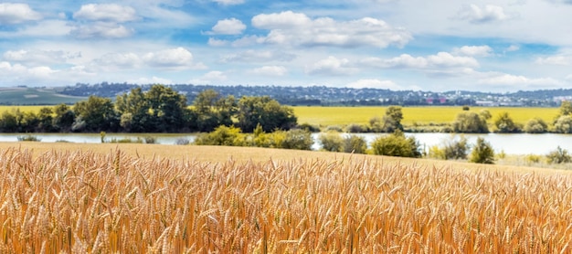 Summer rural landscape with a wheat field by the river and a picturesque cloudy sky