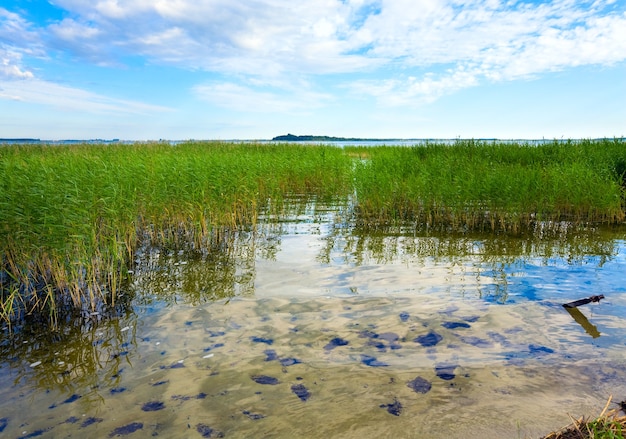 Summer rushy lake view with some plants on water surface