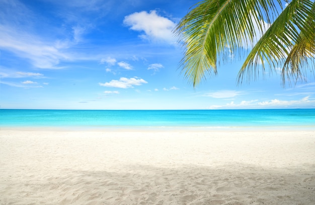 Summer sand beach with coconut palm leaves foreground.