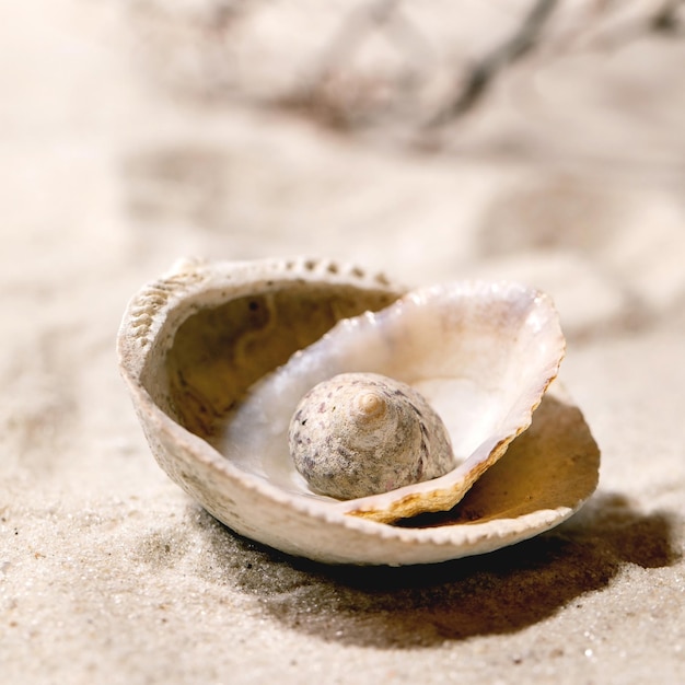 Summer sand sea beach with waves and seashell