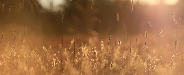 Photo summer seasonal field sun background bokeh grass sunset abstract