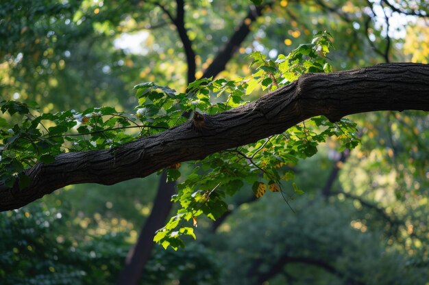 Summer Shades Branch Bathed in Light