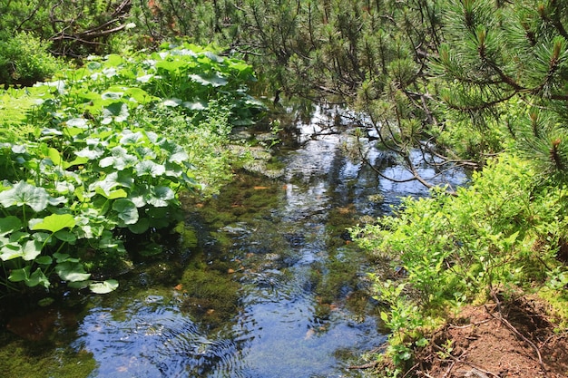 Summer stream with moss covered stones at bottom and pine twigs in forest