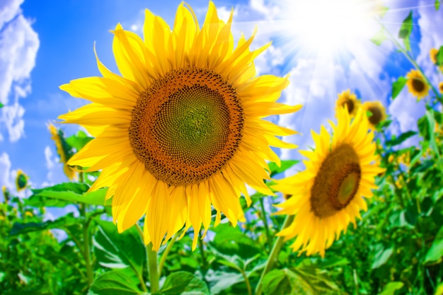 summer sunflower in the field against the blue sky