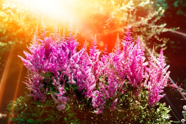 Summer sunny day background with wild herbs and flowers in garden or park outdoor