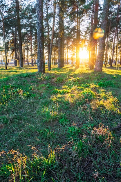 Summer sunset in the park with pines