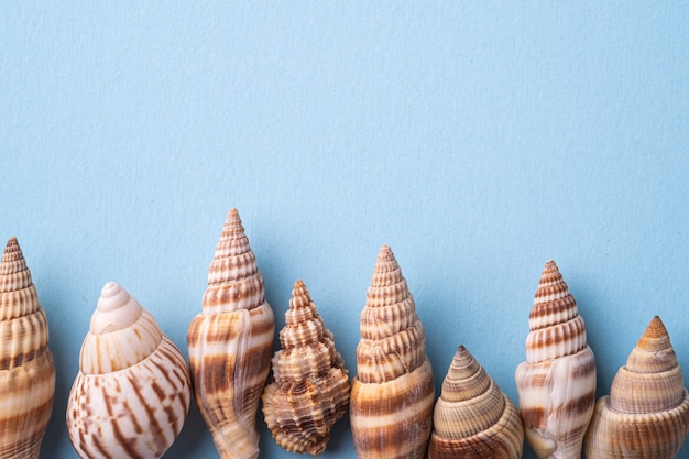 Summer texture copy space spiral seashell top view blue background