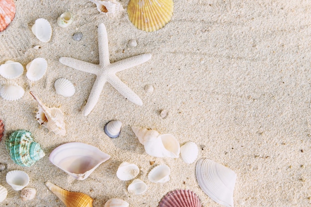 Summer time concept with sea shells and starfish on the beach sand white table. free space for your decoration Top view.