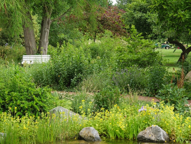 summer time in the garden