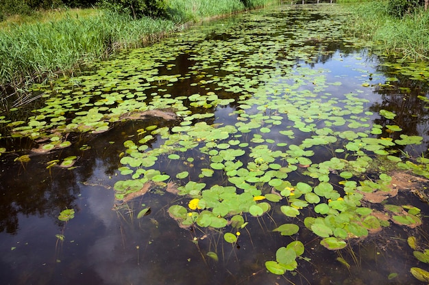 Summer time on a lake with standing water and water lilies near the forest, lake with growing water lilies