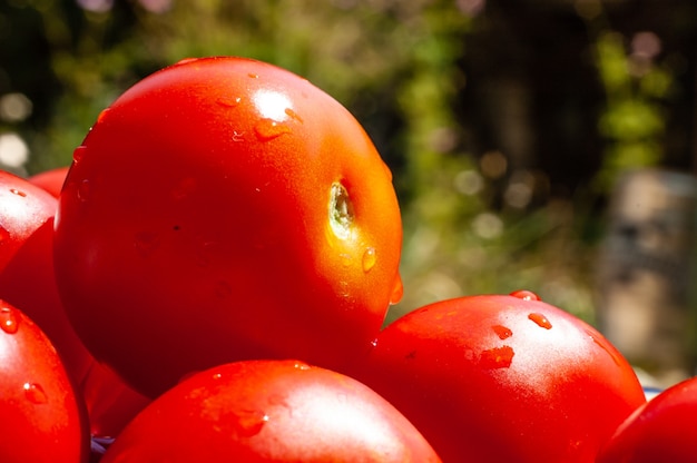 Summer tomatoes agriculture farm full of organic vegetables It can be used as background.