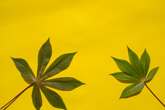 Summer Tropical Composition. Cassava Leaves On A Yellow Paper Background. Summer Concept. Cassava Leaves Isolated On A Yellow Background