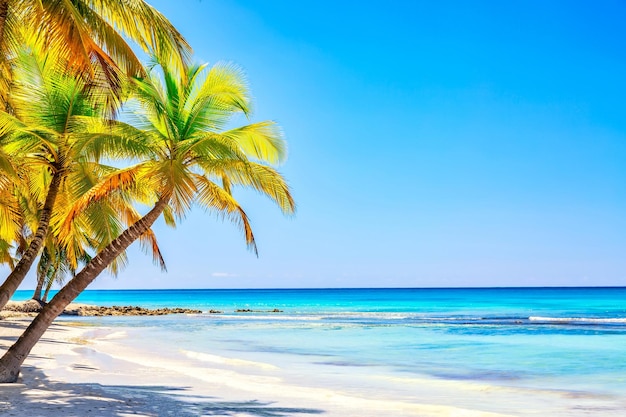 Summer vacation and tropical beach concept. Sandy beach with palms and turquoise sea. Vacation island.