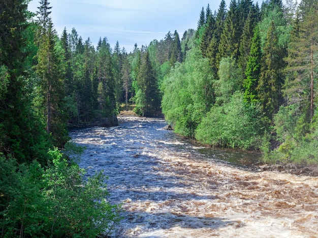 Summer view of river and woods in Karelia