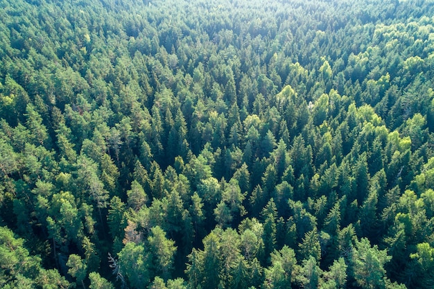 Summer warm sun light forest aerial view as summer background, view from above