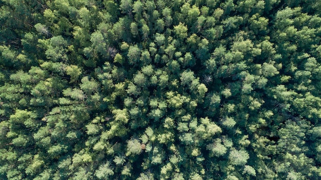 Summer warm sun light forest aerial view as summer background, view from above