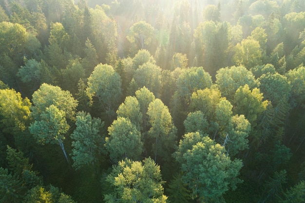 Summer warm sun light forest aerial view as summer background view from above