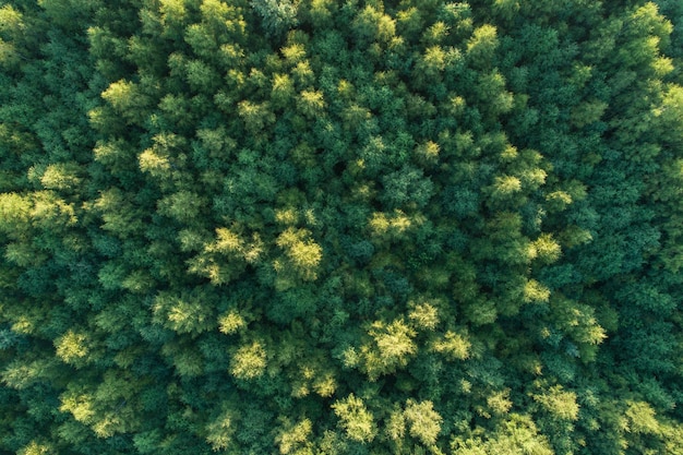 Summer warm sun light forest aerial view