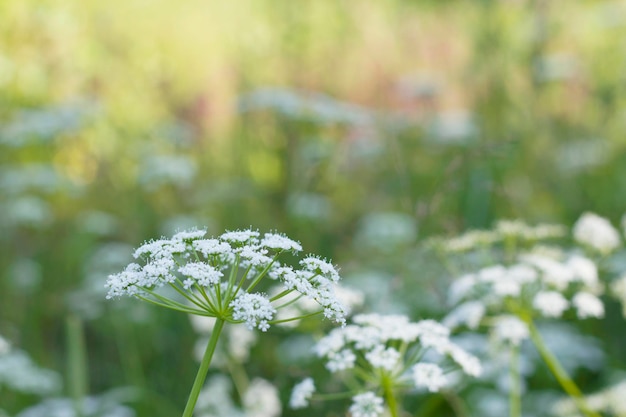 summer wild flowers in the field with blurred background