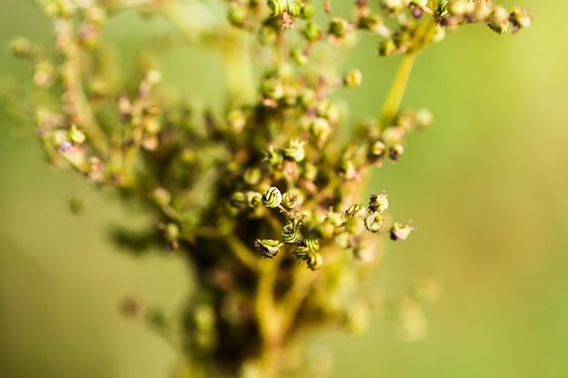 Summer wildflowers