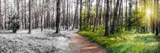 Summer and winter are combined in one photo change of winter and summer seasons snow and grass in th...