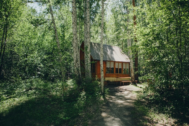 Summer wooden house in a birch grove.