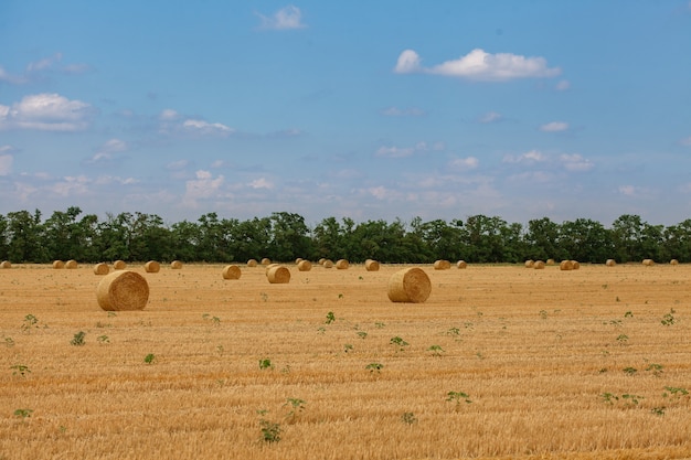 Summer yellow field with haystacks and a blue sky