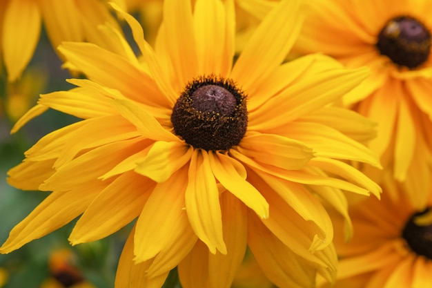 Summer yellow flowers close-up