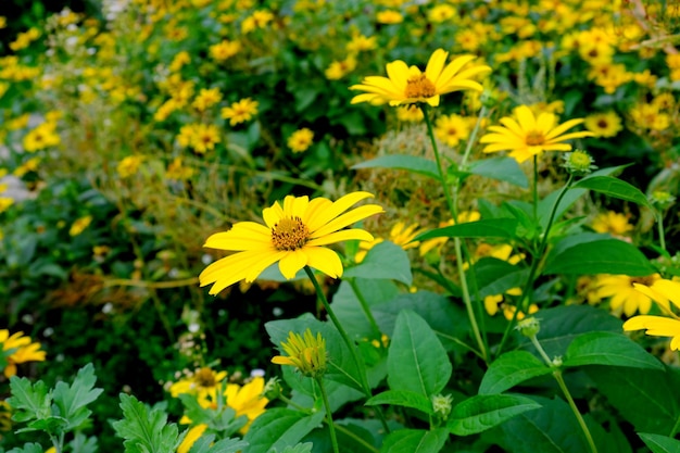 Summer yellow flowers closeup