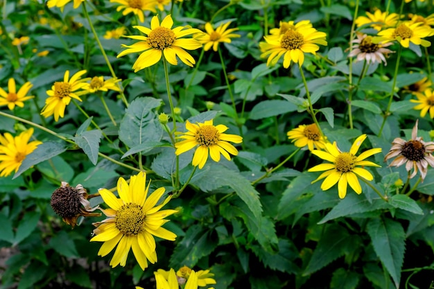 Summer yellow flowers closeup