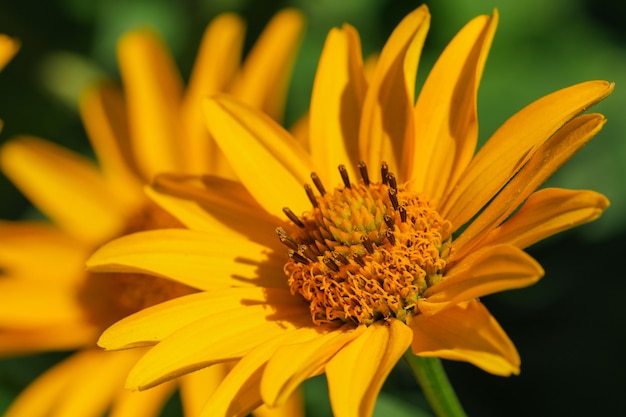 Summer yellow flowers garden on a bright sunny day close up