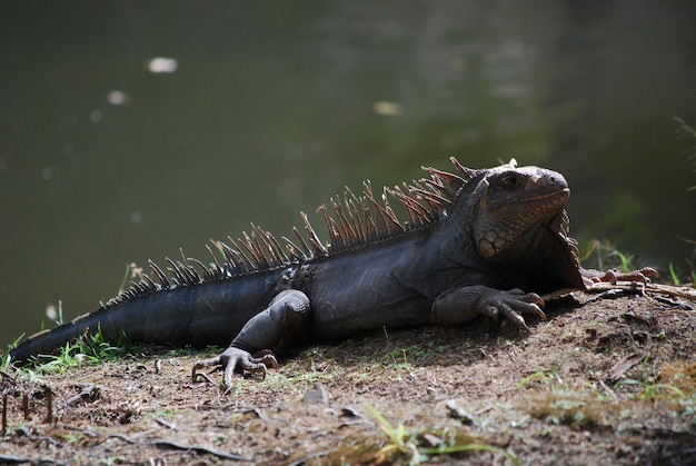 Sun bathing iguana warming in the sunshine beside a body of water.