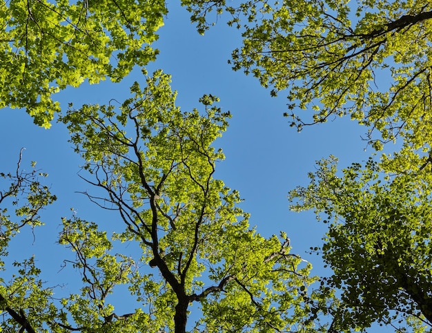 The sun brightly shines through the crooked branches of a majestic green tree