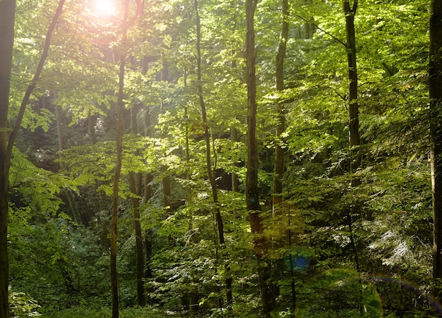 The sun brightly shines through the crooked branches of a majestic green tree