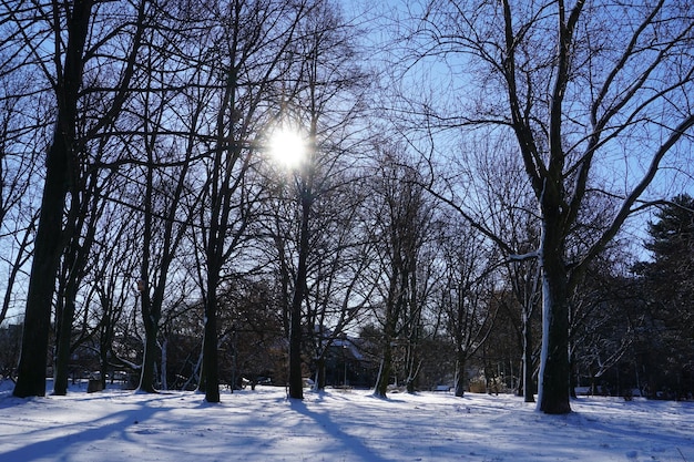 Sun casting shadows through trees in winter