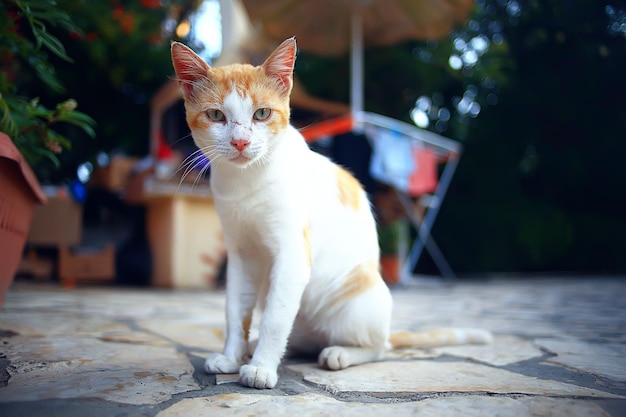 sun cat spring, spring portrait of a cute domestic cat