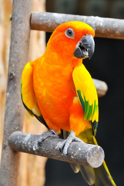 Sun Conure