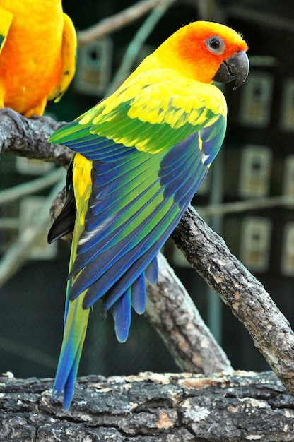 Sun Conure