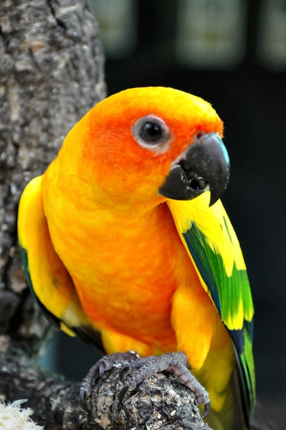 Photo sun conure