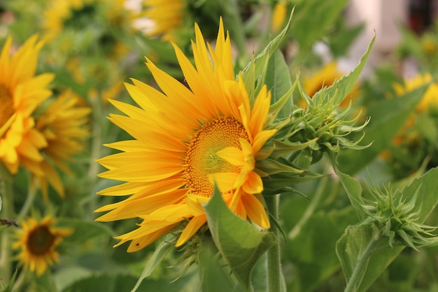 Sun flower, use as wallpaper