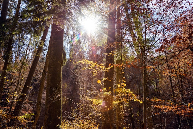 Sun glowing through golden autumn forest