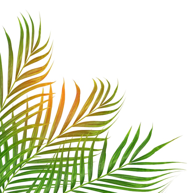 Sun over green leaves of palm tree on white background