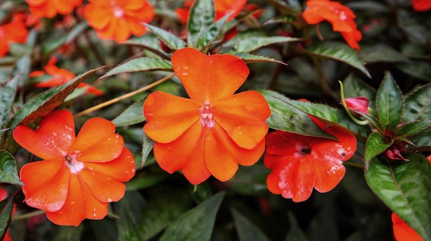 Sun Harmony or Sonic orange New Guinea Impatiens deep orange flower blooming at the garden