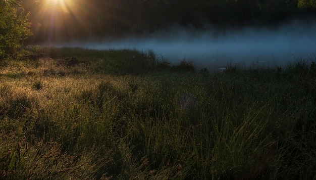 Sun illuminates a foggy lake near the forest and the grass is wet from the morning dew