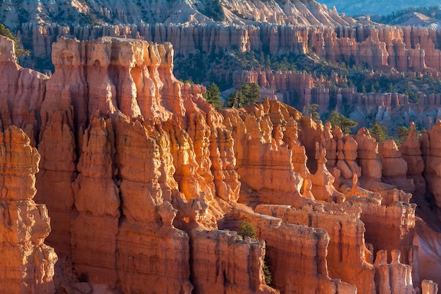 Photo sun kissed hoodoos and pine trees in bryce canyon