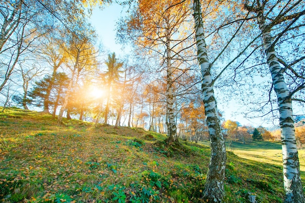 Sun in a meadow among the birches