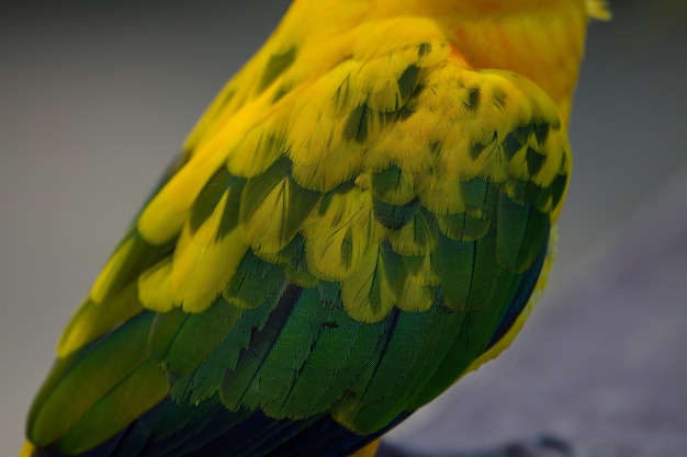 Photo sun parakeet or sun conure parrot, beautiful yellow and orange parrot bird  