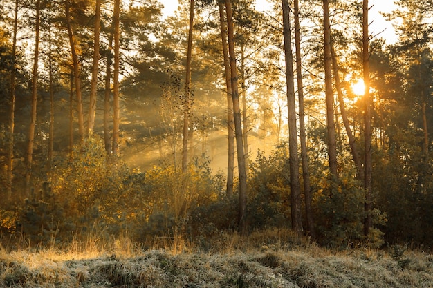 Sun rays in the autumn morning frosty landscape in forest